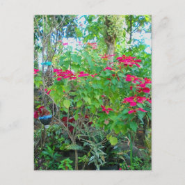 Poinsettia Backyard Postcard Postkarte