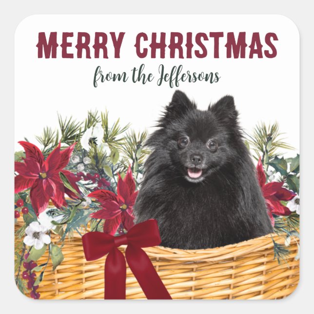 Poinsettia Black Spitz Weihnachtskorb Quadratischer Aufkleber (Vorderseite)