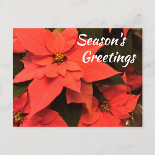 Poinsettia Bonnes Fêtes Carte postale