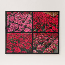 Poinsettia Christmas Greenhouse Red Pink
