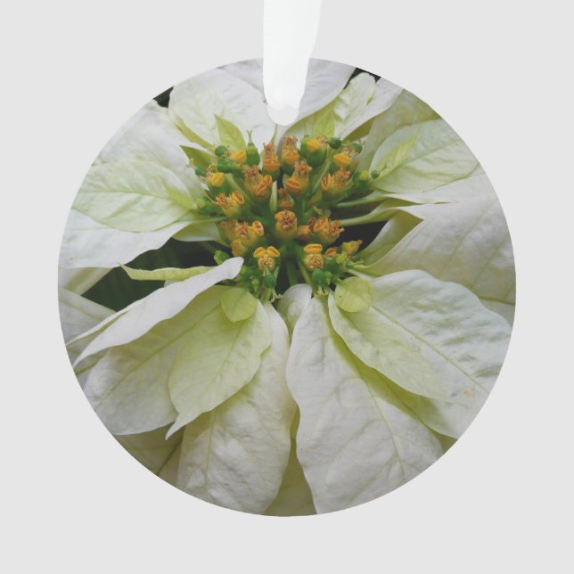 Poinsettia Elegant Christmas Holiday Floral (devant)