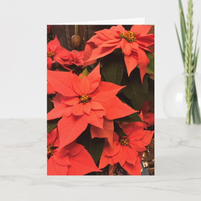 Poinsettia Frohe Weihnachtskarte Feiertagskarte (Vorderseite)