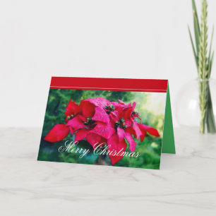 Poinsettia Frohe Weihnachtskarte Feiertagskarte