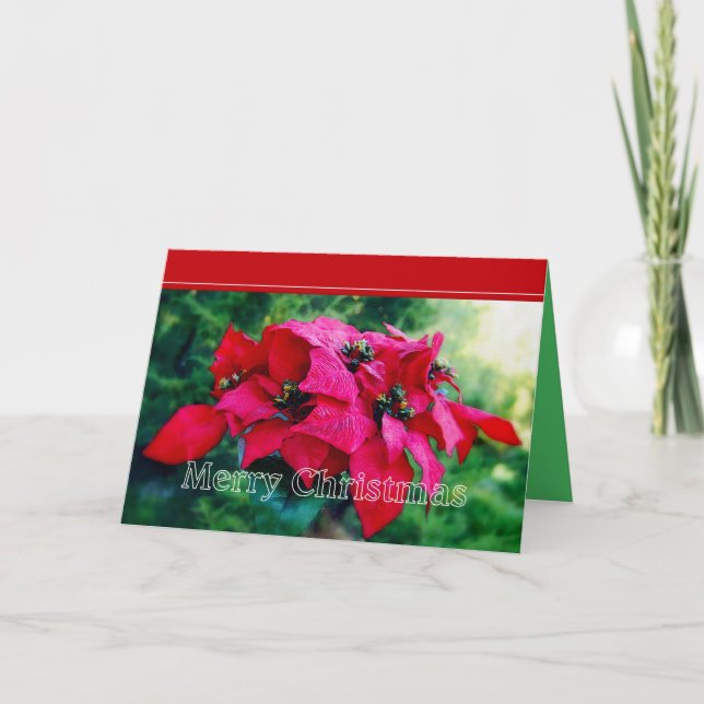 Poinsettia Frohe Weihnachtskarte Feiertagskarte (Vorderseite)