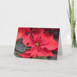 Poinsettia Grußkarte Karte
