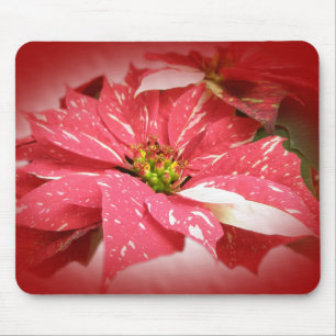 Poinsettia in Rot und Weiß Mousepad