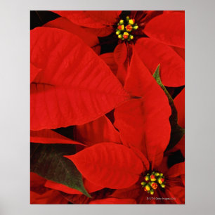 Poinsettia Nah-up Poster