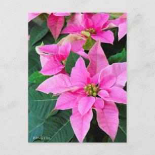 Poinsettia [Postkarte] Postkarte