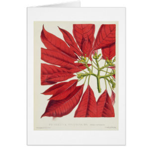 Poinsettia Pulcherrima (Farbelitho)