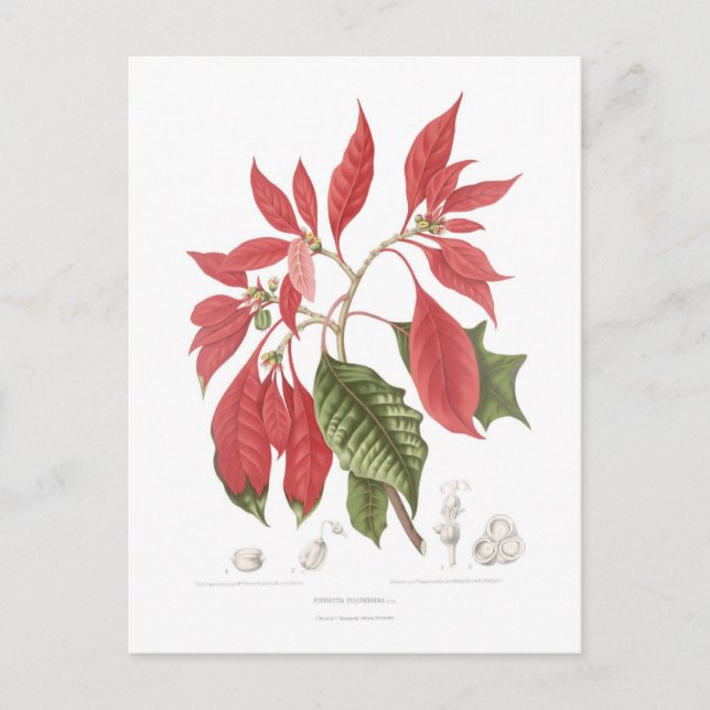 Poinsettia pulcherrima postkarte (Vorderseite)