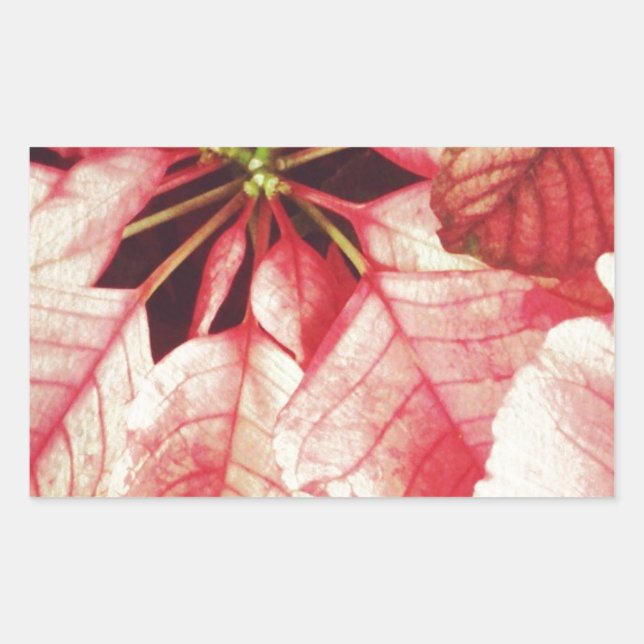Poinsettia Rechteckiger Aufkleber (Vorderseite)