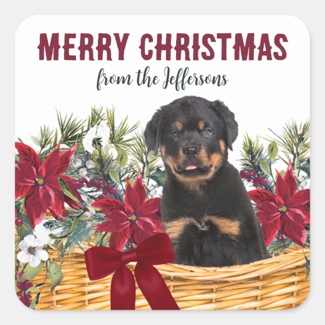 Poinsettia Rottweiler Dog Weihnachtskorb Quadratischer Aufkleber (Vorderseite)