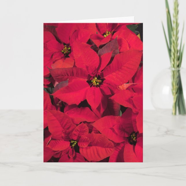 Poinsettia-Weihnachtskarte Feiertagskarte (Vorderseite)