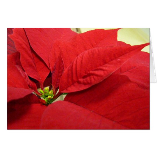Poinsettia-Weihnachtskarte Karte