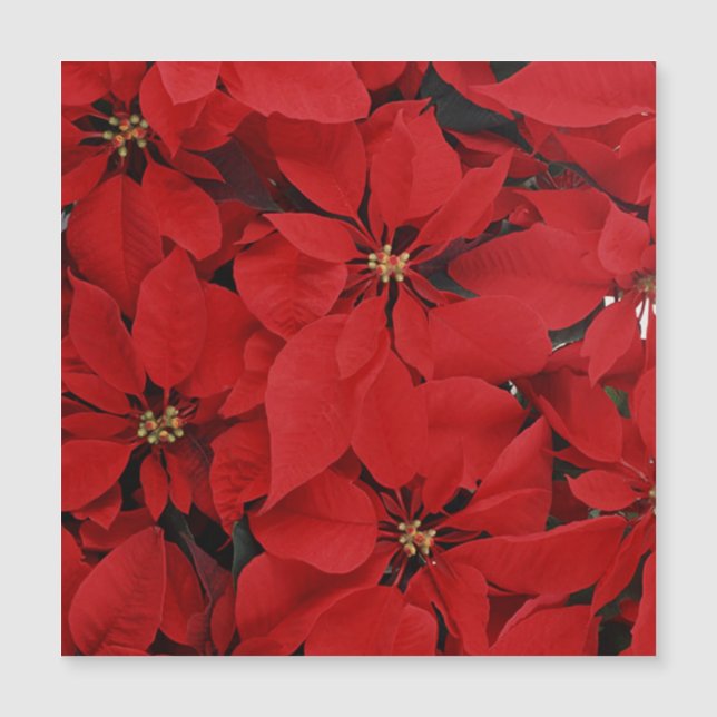 Poinsettias zu Weihnachten Magnetkarte (Vorderseite)