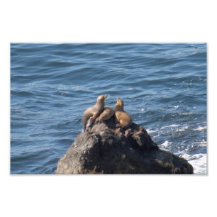 Point Dume Staat Beach Fotodruck