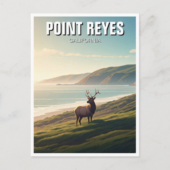 Point Reyes National Seashore Elch Postkarte (Vorderseite)