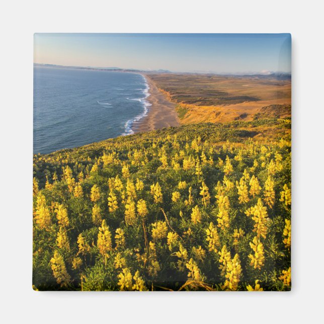 Point Reyes National Seashore Kalifornien Magnet (Vorne)