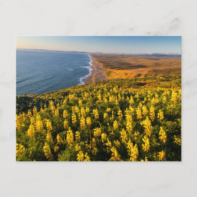 Point Reyes National Seashore Kalifornien Postkarte (Vorderseite)