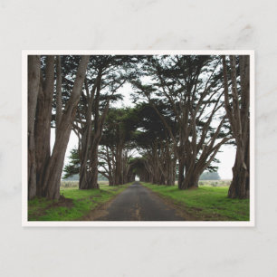 Point Reyes Zypressenbaum-Tunnel Kalifornien Foto Postkarte
