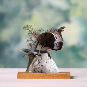 Pointer Anglais