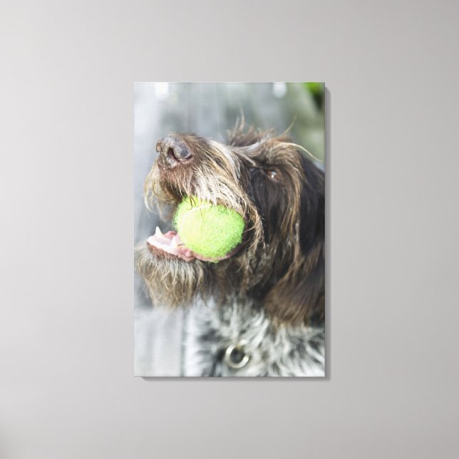 Pointer Hund beißt Tennisball, nah-up Leinwanddruck (Vorderseite)