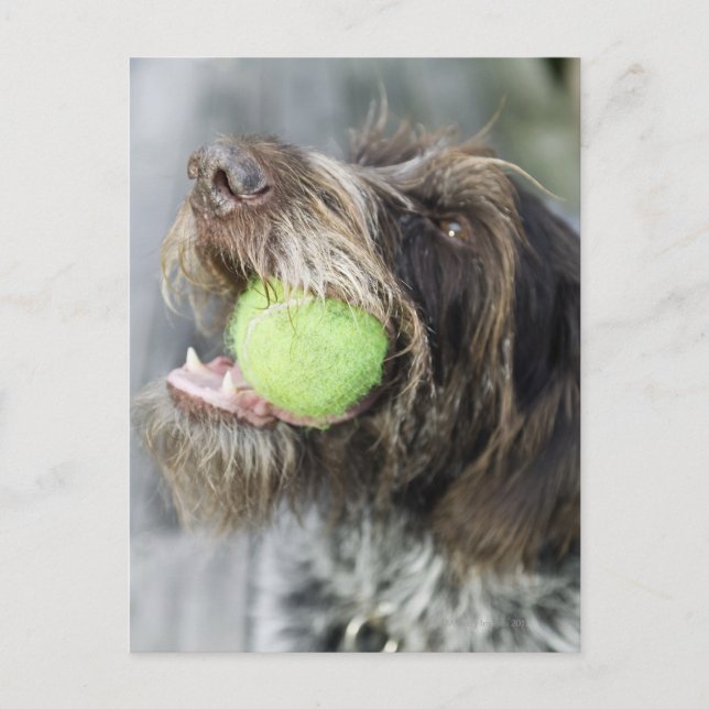 Pointer Hund beißt Tennisball, nah-up Postkarte (Vorderseite)