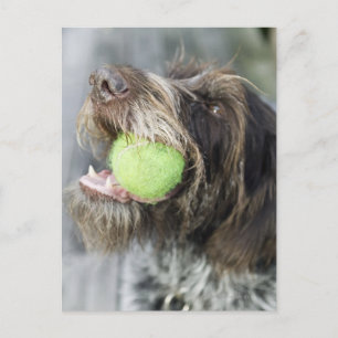 Pointer Hund beißt Tennisball, nah-up Postkarte
