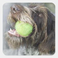Pointer Hund beißt Tennisball, nah-up