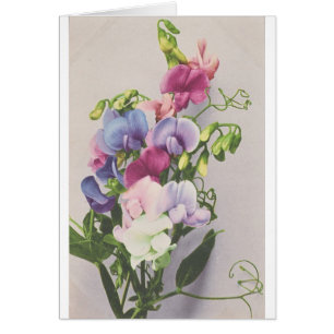 Pois doux 1907