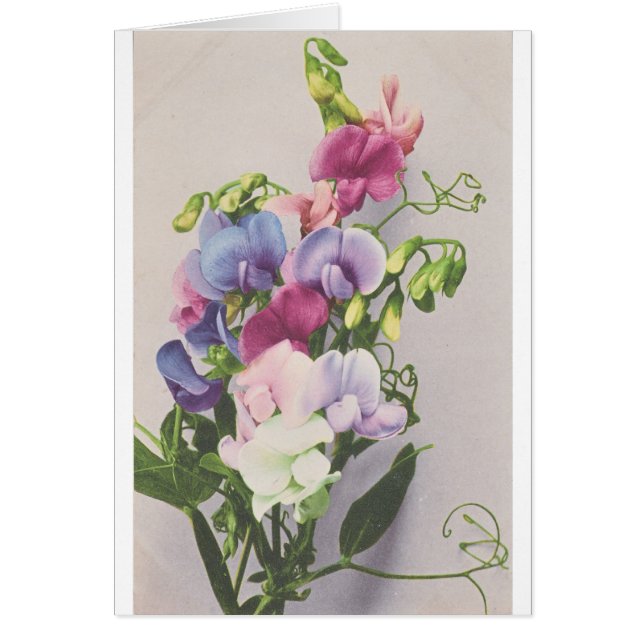 Pois doux 1907 (Devant)