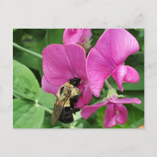 Pois doux et carte postale d'abeille