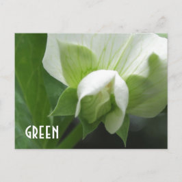 POIS VERTS Pois Fleur modèle personnalisé carte po