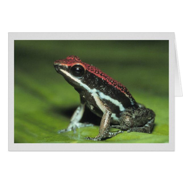 Poison Dart Frog (Vorderseite (Horizontal))