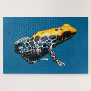 Poison Dart Frog