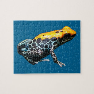 Poison Dart Frog