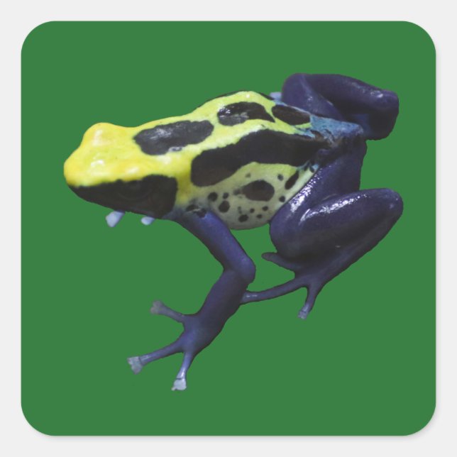 Poison Dart Frog Quadratischer Aufkleber (Vorderseite)
