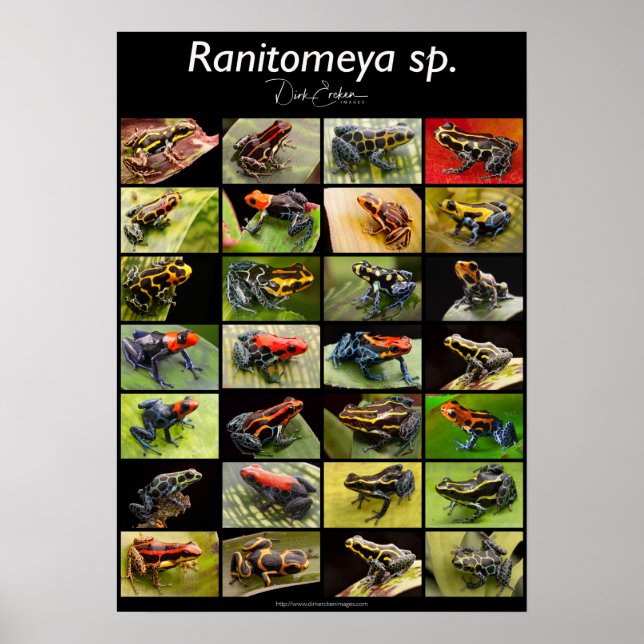 Poison Dart Frog Species From The Genus Ranitomeya Poster (Vorne)