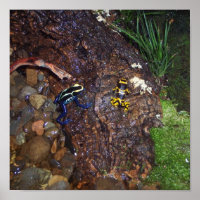 Poison dart frogs poster