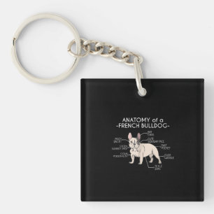 Poison de Frenchie   Anatomy of A French Bulldog