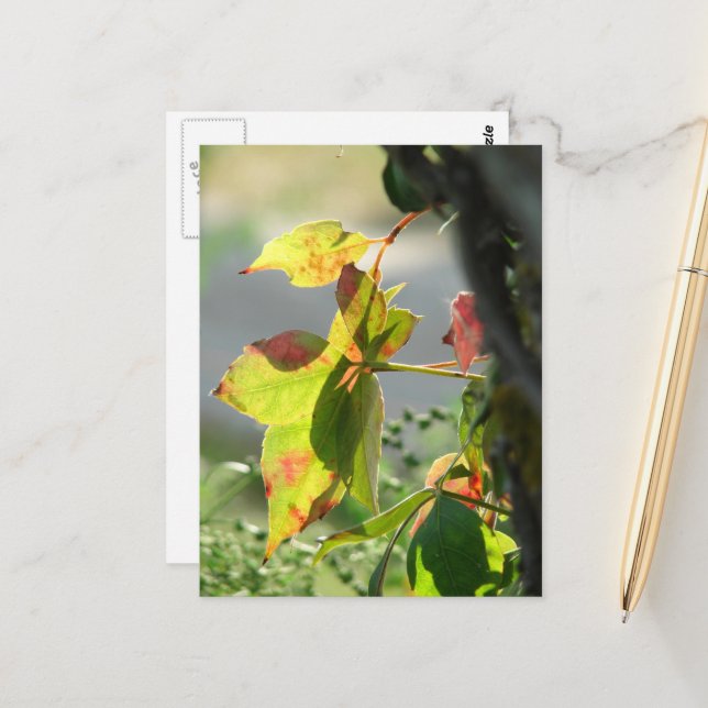 Poison Ivy Postkarte (Vorderseite/Rückseite Beispiel)