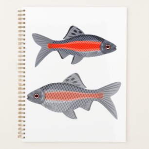Poisson Barbe Tropical Rouge et Gris Exotique Aqua