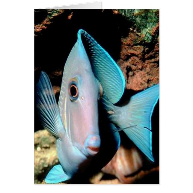 poisson bleu (Devant)