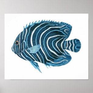Poisson bleu Angel Mur côtier Art Décor Poster