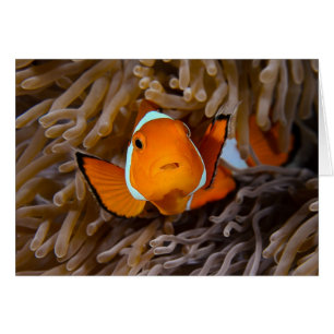 Poisson clown