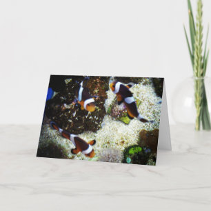 "Poisson clown" obtenir carte de puits