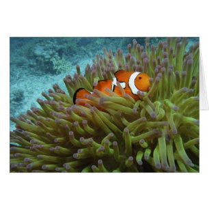 Poisson-clown occidental (Amphiprion ocellaris)