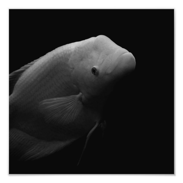 Poisson dans un réservoir - Photographie d'art noi (Devant)