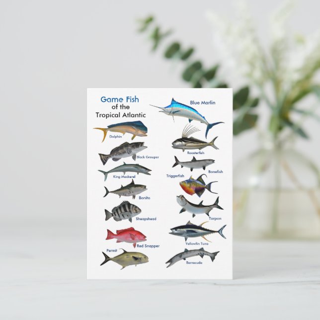 Poisson de jeu de la carte postale de l'Atlantique (Debout devant)