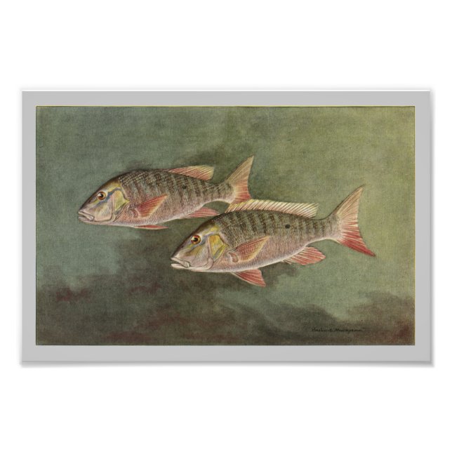 Poisson Mutton Impression poisson Vintage (Devant)